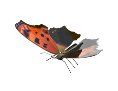 MAQUETA 3D METAL FASCINATIONS MARIPOSA EASTERN COMMA MONTAJE SIN PEGAMENTO NI SOLDADURA