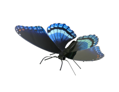 MAQUETA 3D METAL MARIPOSA RED-SPOTTED PURPLE FASCINATIONS - SIN PEGAMENTO NI SOLDADURA