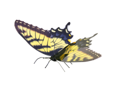 MAQUETA 3D METAL FASCINATIONS MARIPOSA TIGER SWALLOWTAIL - MONTAJE SIN PEGAMENTO NI SOLDADURA